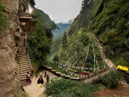 Hiking Trail to Paro Taktsang Tiger's Nest Monastery Through Pine Forest